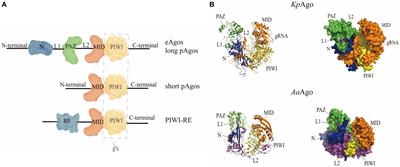 Argonaute protein-based nucleic acid detection technology